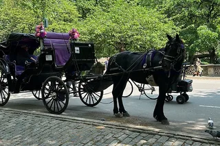 New York City Horse Carriage Ride in Central Park