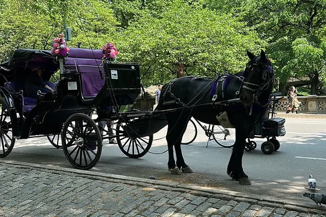 New York City Horse Carriage Ride in Central Park - Image 1