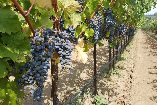 Napa or Sonoma County Vineyard Tour 8 hr - Image 6