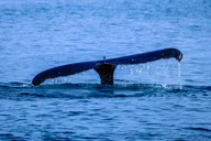 Haleiwa Whale Watching Tour 1.5 hr thumbnail 3