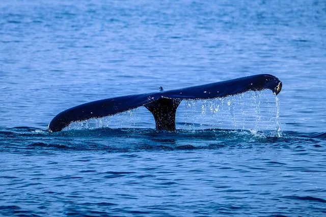 Haleiwa Whale Watching Tour 1.5 hr - Image 3