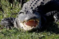 New Orleans Airboat Swamp Tour thumbnail 4