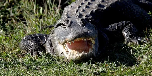 New Orleans Airboat Swamp Tour - Image 4