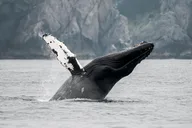 Juneau Whale Watching Tour thumbnail 4