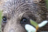 Jackson Yellowstone and Grand Teton Wildlife Tour 2 Days thumbnail 4