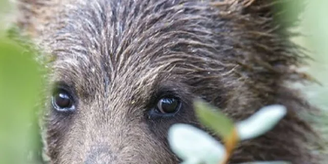 Jackson Yellowstone and Grand Teton Wildlife Tour 2 Days - Image 4