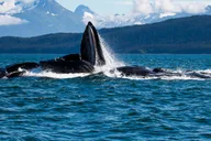 Juneau Whale Watching Cruise with Snacks thumbnail 2