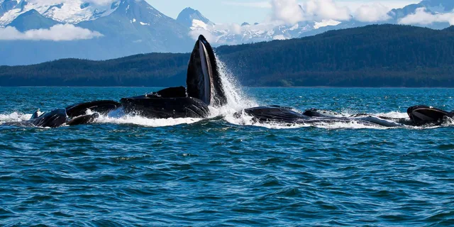 Juneau Whale Watching Cruise with Snacks - Image 2