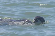 St. Pete Beach Dolphin Tour thumbnail 2