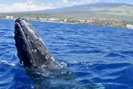 Waikoloa Whale Watching Tour thumbnail 3