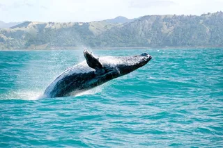 Kauai Whale Watching Cocktail Tour