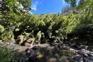 Oahu Waterfall Hike and Beach Road Trip thumbnail 4