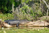 Winter Haven Historical Wildlife Tour thumbnail 5