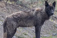 Yellowstone Upper Loop Wildlife Adventure thumbnail 2
