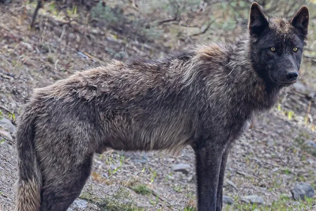 Yellowstone Upper Loop Wildlife Adventure - Image 2