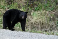 Skagway Yukon Summit Drive Tour thumbnail 4