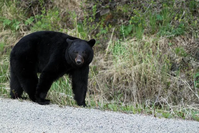Skagway Yukon Summit Drive Tour - Image 4