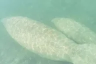 Miami Island Snorkeling by SUP or Kayak thumbnail 3