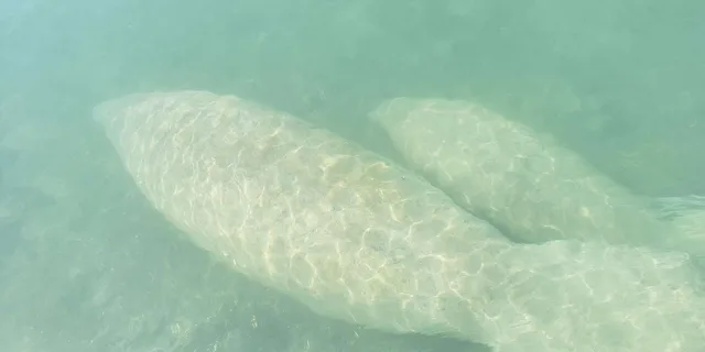 Miami Island Snorkeling by SUP or Kayak - Image 3