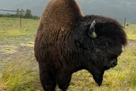 Anchorage Wildlife Sanctuary and Glacier Hike thumbnail 5
