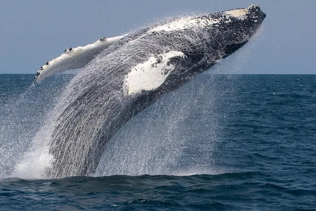 Gloucester Whale Watching Tour - Image 3