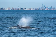 New York City Whale Watching Cruise thumbnail 5