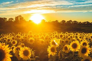 Yolo County Culinary & Cultural Audio Tour