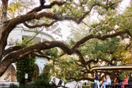 Charleston Horse-Drawn Carriage Tour thumbnail 1
