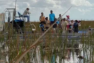 Miami Everglades Airboat Tour with Water Taxi thumbnail 6