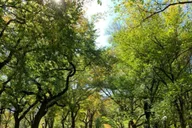 New York City Central Park Walking Tour thumbnail 6