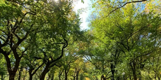 New York City Central Park Walking Tour - Image 6