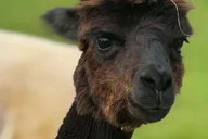 Maui Alpaca Tour on the Road to Hana thumbnail 1