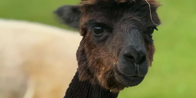 Maui Alpaca Tour on the Road to Hana - Image 1