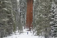 Sequoia National Park Forest Hike thumbnail 2