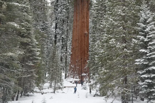 Sequoia National Park Forest Hike - Image 2