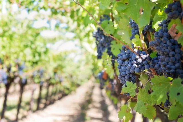 Sedona Wine Tour - Image 1