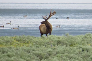 Yellowstone National Park Private Tour 2 Days