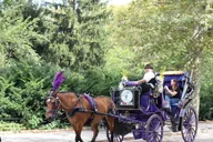 New York City Horse-Drawn Carriage Ride thumbnail 1