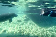 Crystal River Kayak and Swim with Manatees Tour 2.5 hr thumbnail 5