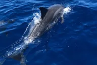 Kona Snorkeling Tour with Private Guide 1 hr thumbnail 4