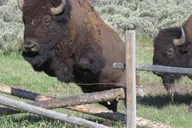 Jackson Grand Teton National Park Full-Day Tour thumbnail 4