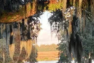 Charleston History Stroll thumbnail 2
