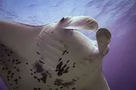 Maui Shore Dive thumbnail 6