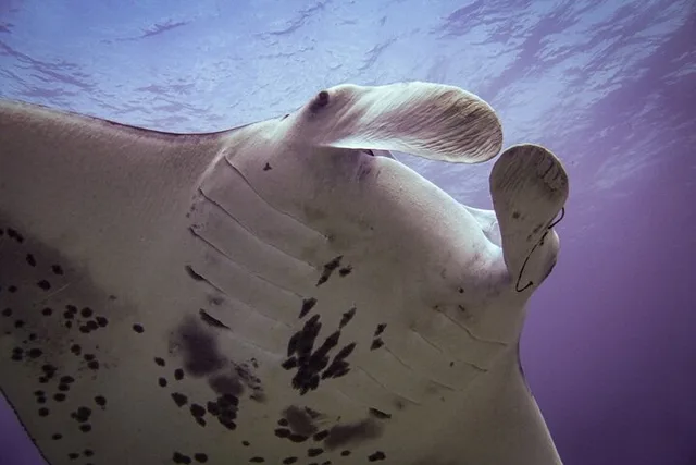 Maui Shore Dive - Image 6