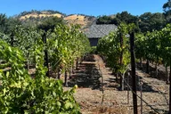 Napa Valley Wine Tour with Private Car Service thumbnail 3