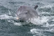 Pensacola Beach Dolphin Sightseeing Cruise thumbnail 1