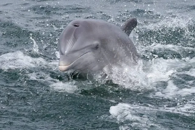 Pensacola Beach Dolphin Sightseeing Cruise - Image 1