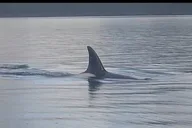Whale and Wildlife Viewing Tour thumbnail 4