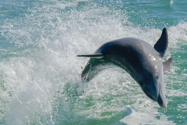 Egmont Key Snorkeling and Dolphin Tour - Image 2