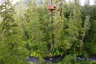 Juneau Zipline Adventure thumbnail 3